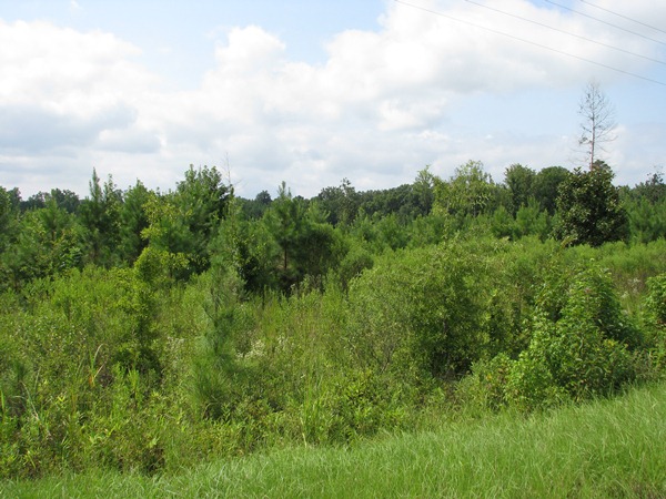 Co. Rd. 2, Wilcox Co., Al