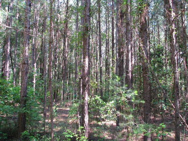 Hwy 41
