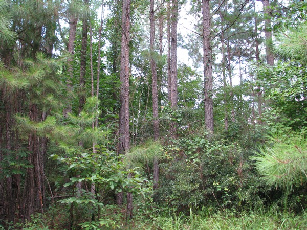 Co. Rd. 2, Wilcox Co., Al