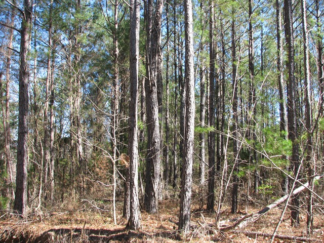 Hwy 41