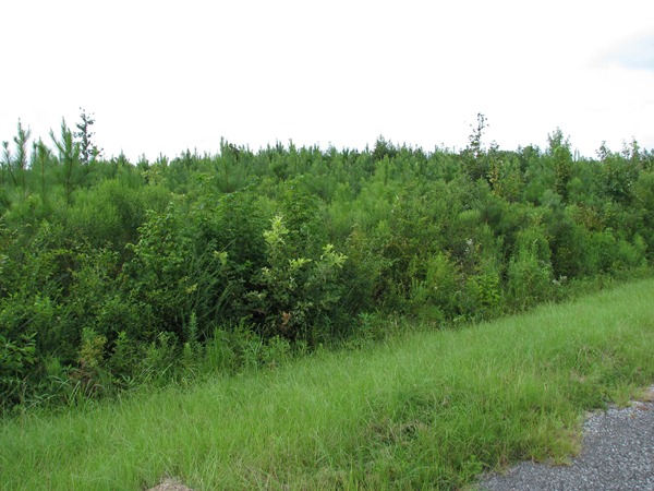 Co. Rd. 2, Wilcox Co., Al
