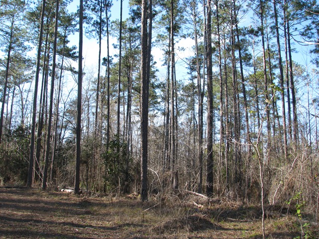 Hwy 41