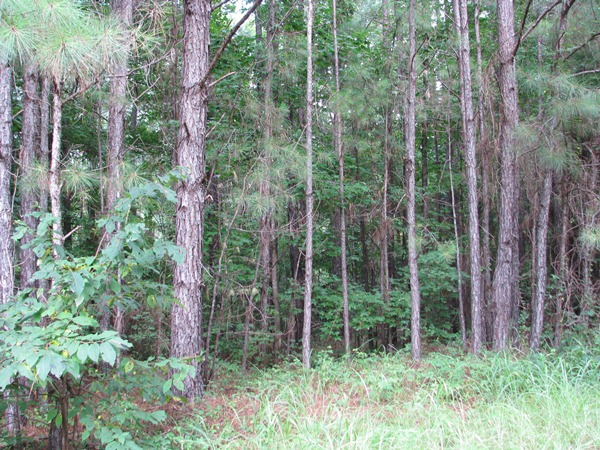 Co. Rd. 2, Wilcox Co., Al