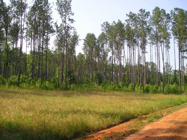 Old Scotland Rd