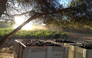 Madder Lake Vineyard