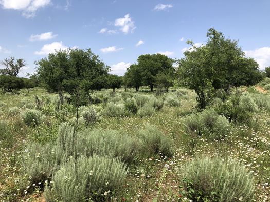 Two large deer blinds, one two story with sleeping quarters, remain with the property in the far west end pasture. House Log Creek, a wet weather draw, crosses the pasture diagonally to the southwest. Buck Creek is located just a fourth to an eighth of a mile from the western border. Brush, hardwood and mesquite provide a hunters haven with white tail deer, mule deer, turkey, quail, dove, wild hogs and varmints. 

Utilize property containing 371 acres more or less to its maximum potential with cross fences creating five pastures to rotate cattle. Seller ran 50 head of cows comfortably on former CRP improved grasses in four of the pastures and native grass closest to Buck Creek on the west end. Perimeter and cross fences contain six miles of five strand barbwire fence with metal pipe gates and corners with stretching posts. Livestock load out pens make handling cattle convenient. 

Sellers constructed a two bedroom cabin with tile roof that is approximately 60 percent complete on existing foundation. The 100 amp main electric cable service runs underground from road to structure. Large concrete underground storm cellar is situated near structure. 

The 60 acres along County Road 180 are in the Conservation Reserve Program with yearly income of $2,100 set to expire October 1, 2020. 

LEGAL DESCRIPTION: 371 ACRES +/- in BLK 14 SEC 23 N/2 and 20 AC S/2 CONTAINING 340 ACRES AND SEC 38 S/PT S/2 CONTAINING 31 ACRES, H&GN RY CO SURVEY, COLLINGSWORTH COUNTY, TEXAS 

IMPROVEMENTS: Two bedroom home approximately 60 percent complete, deer blinds and feeders. 

FENCES: Six miles of like new five strand barbwire fence (perimeter and cross fence). 

FSA PROGRAMS: The eastern most 60 acres remain in the Conservation Reserve Program. Total acreage base acres are undetermined by the Farm Service Agency at this time. 

SOIL: Sandy/sandy loam. 

TOPOGRAPHY: Slightly rolling with level areas. 

MINERALS: Subject to previous record, any mineral rights will be retained by current owner. 

WATER and WIND RIGHTS: All water and wind rights will convey to buyer. 

WATER: One of the two (16 inch casing) wells is operational with submersible pump and metal well house. Both wells are 140 feet deep with water at a depth of 70 feet. Underground 5 inch water line runs from house well west approximately  mile with five risers spaced out to water livestock. In addition, approximately a mile of  inch water line connects from the Red River Water Authority rural water tap along the road then runs west along the north edge of the property. A man made pond to water wildlife and livestock is utilized as well. 

IRRIGATION POTENTIAL: Unknown. 

POSSESSION: Upon closing and funding. 

TENANT: No lease in place for grazing or hunting. 

UTILITIES: A 100 amp main electric cable service runs underground from road to structure. 

ZONING: No zoning as located outside of any municipality. 

TAXES: Estimated at $1233 per year. 
Serious Qualified Buyers Agents can contact Bev or Chad for more detailed information. 

NO TRESPASSING. PLEASE DO NOT ACCESS PROPERTY WITHOUT BEING ACCOMPANIED BY AGENT OR LISTING BROKER. 
As with any Exclusive Listing Agreement, owners are not to negotiate with any prospective buyers, but to refer all prospective buyers to the Listing Broker, so please do not contact any of the owners directly. Please direct all questions to Listing Broker. This property is not for Rent, not for Lease and Owner Financing is not available. 
Buyer's Broker must be identified upon first contact with Listing Brokerage Firm and must accompany buying prospect on first showing to be allowed brokerage fee participation.