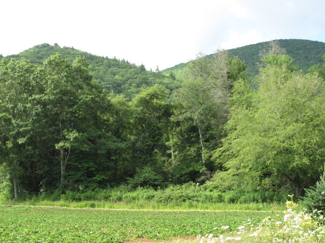 Great parcel of land with open areas as well as wooded areas, all with good views of Yellow Mountain. Perfect for private estate, horse farm or development. Property is bordered on two sides by small rushing stream. Land has gentle slopes and easy building sites.