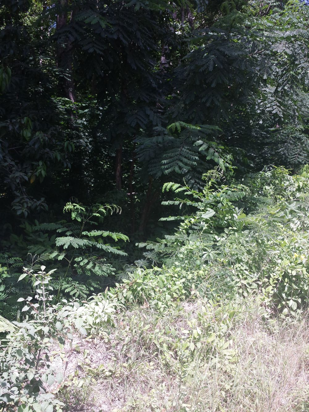 6 White River