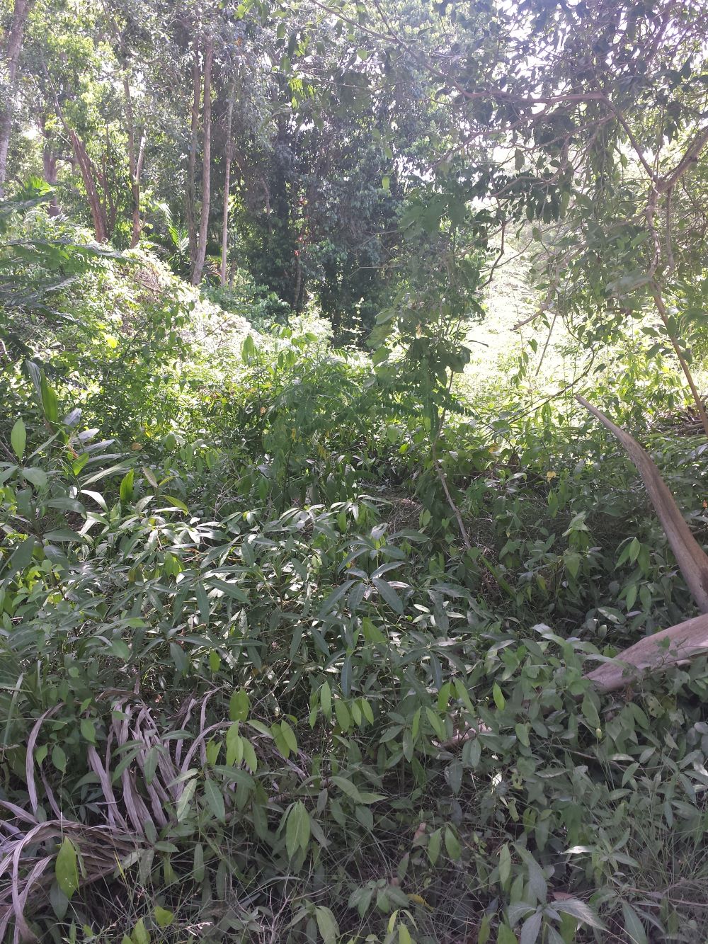 6 White River