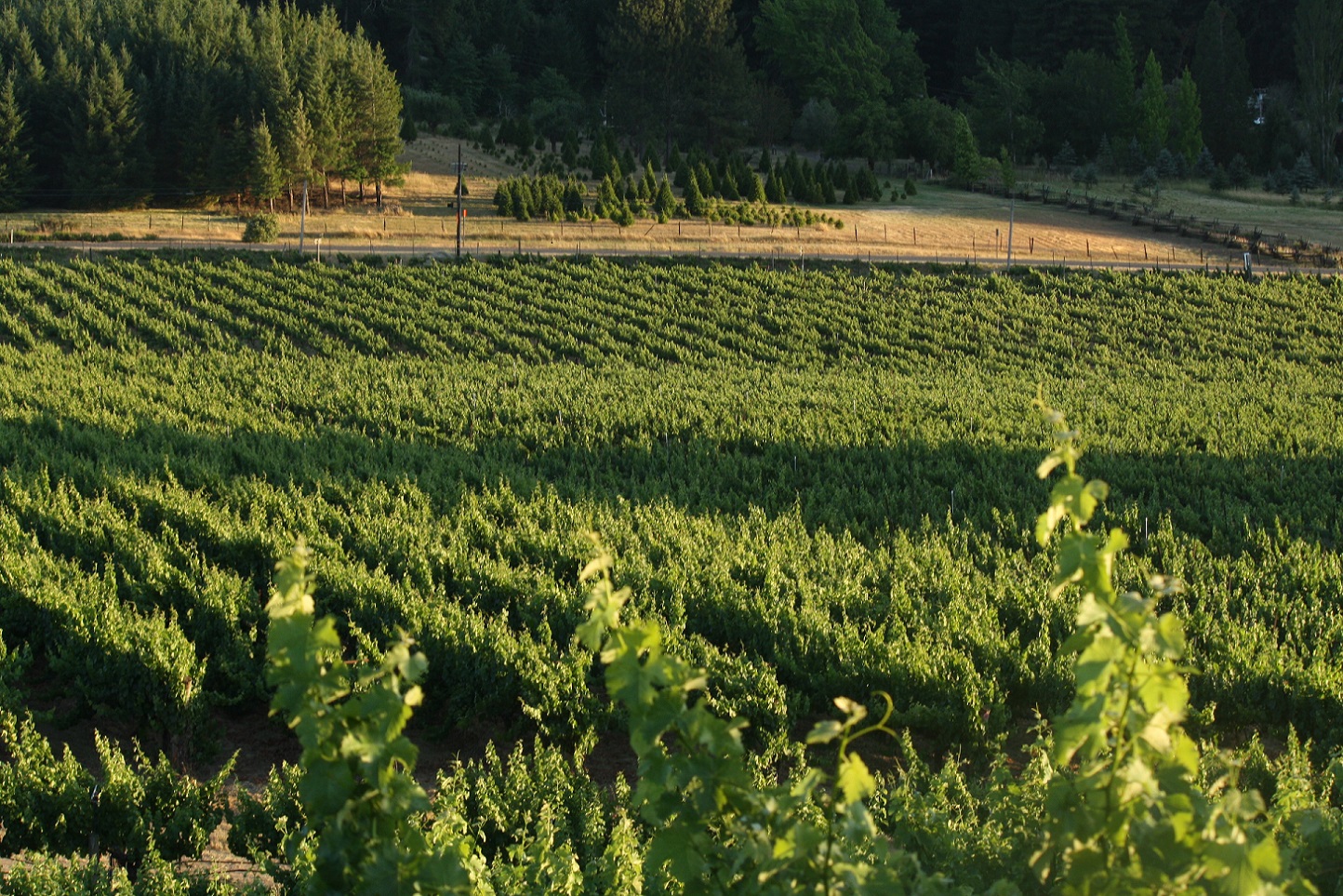 Estate Vineyard and Tasting Room