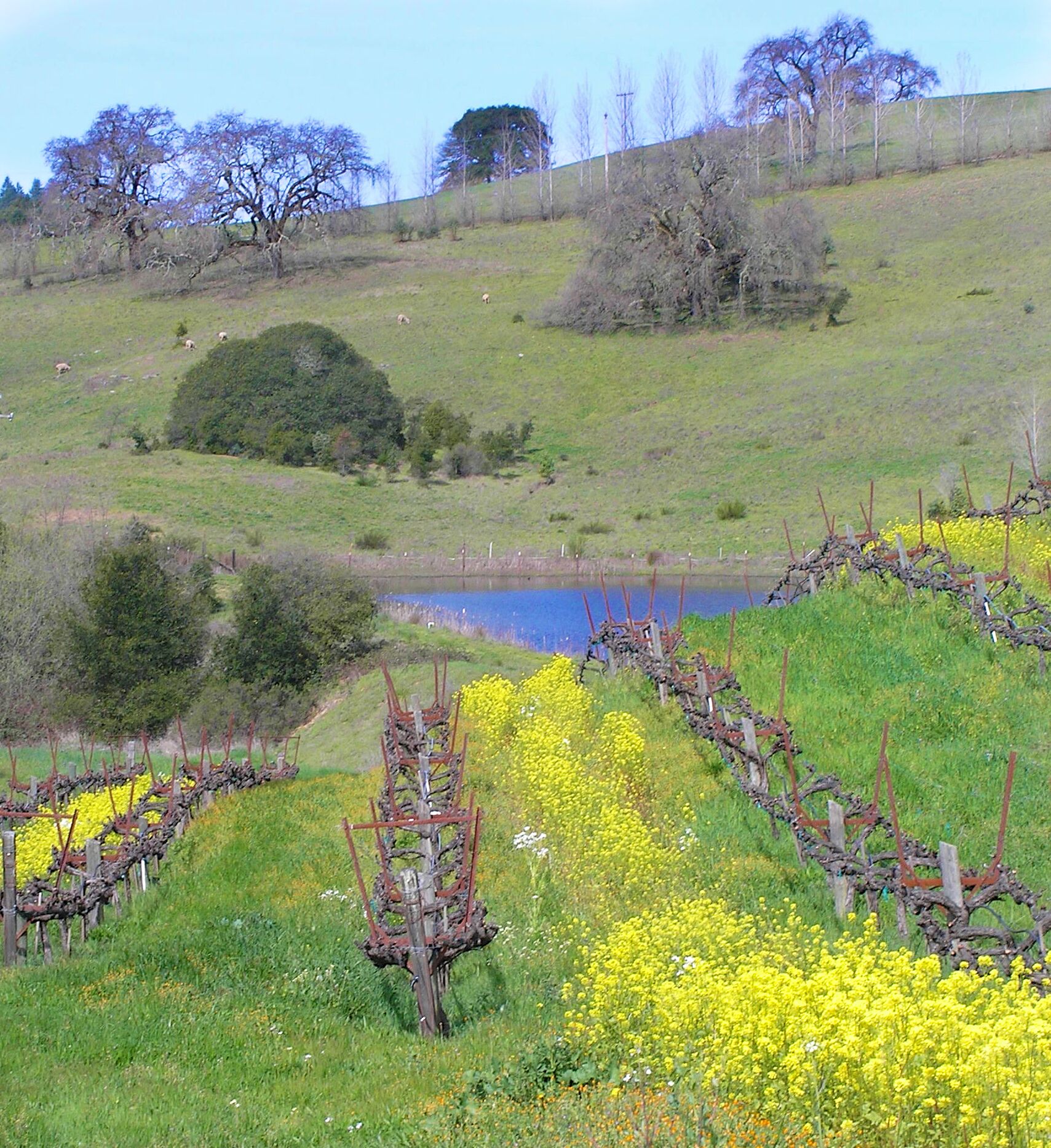 Estate Vineyard and Tasting Room