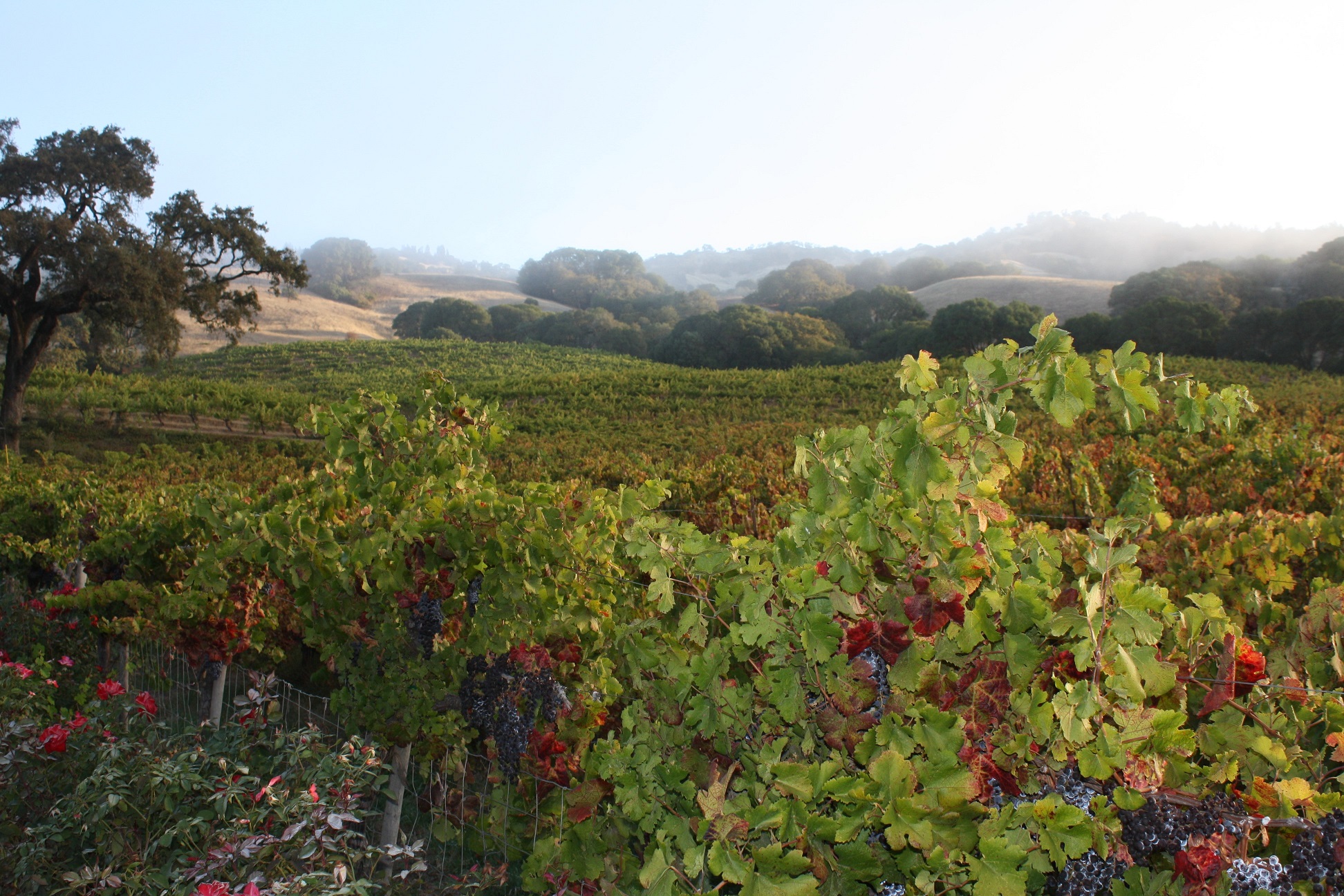 Estate Vineyard and Tasting Room