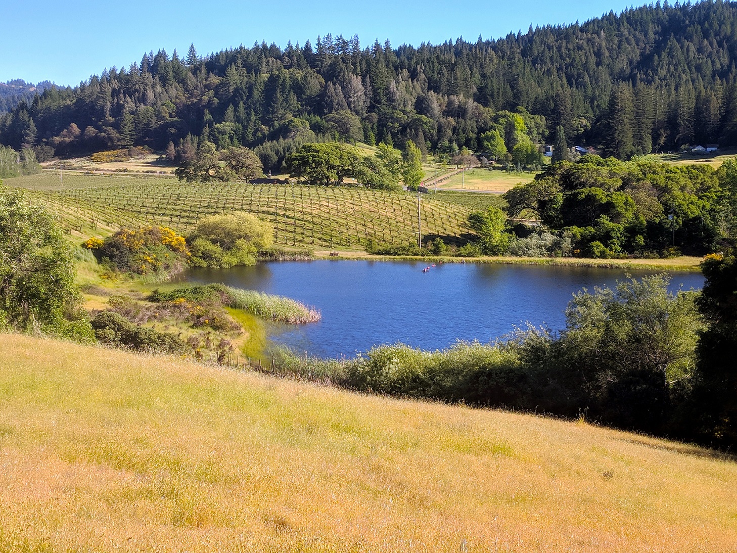 Estate Vineyard and Tasting Room