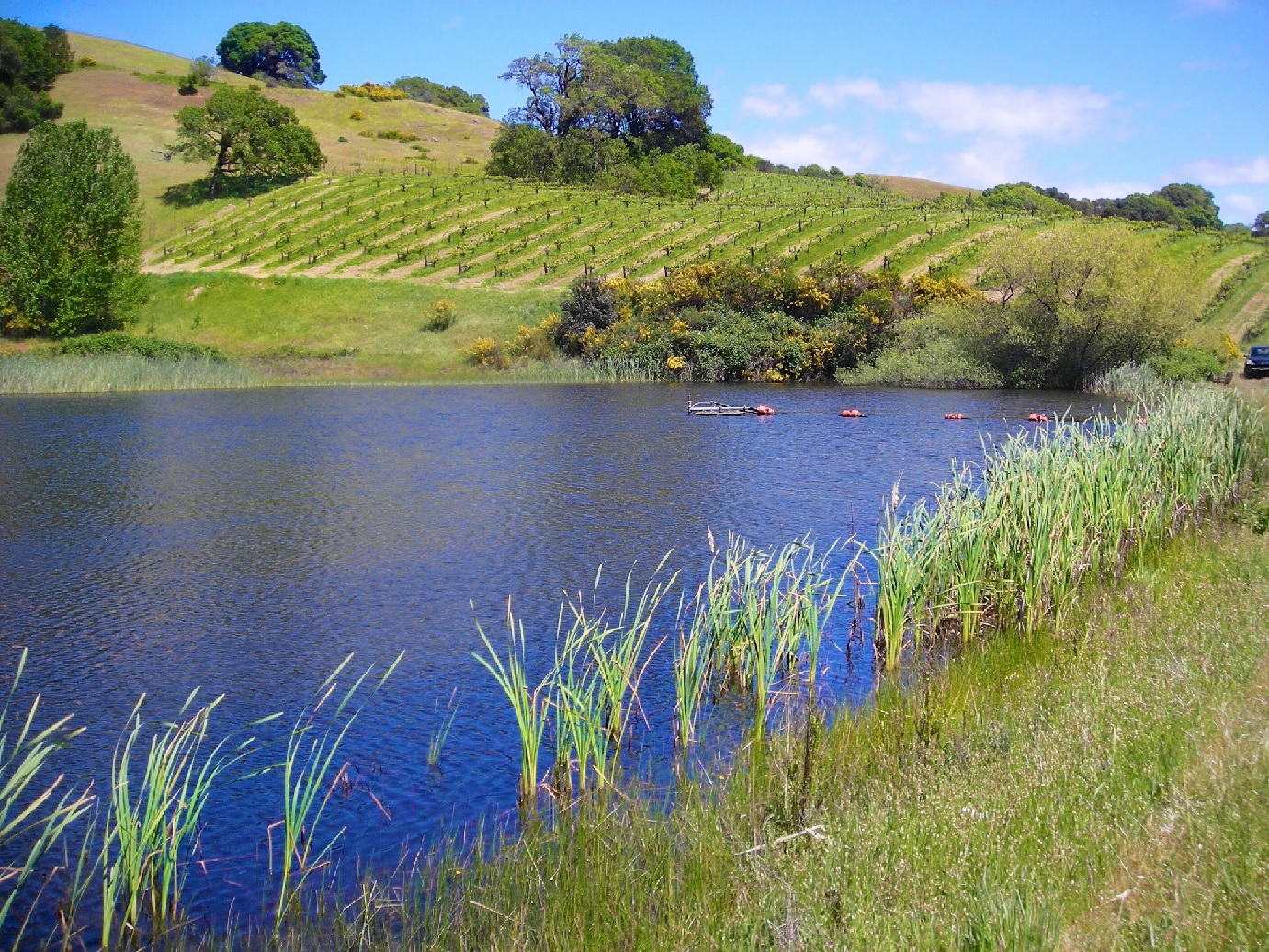 Estate Vineyard and Tasting Room