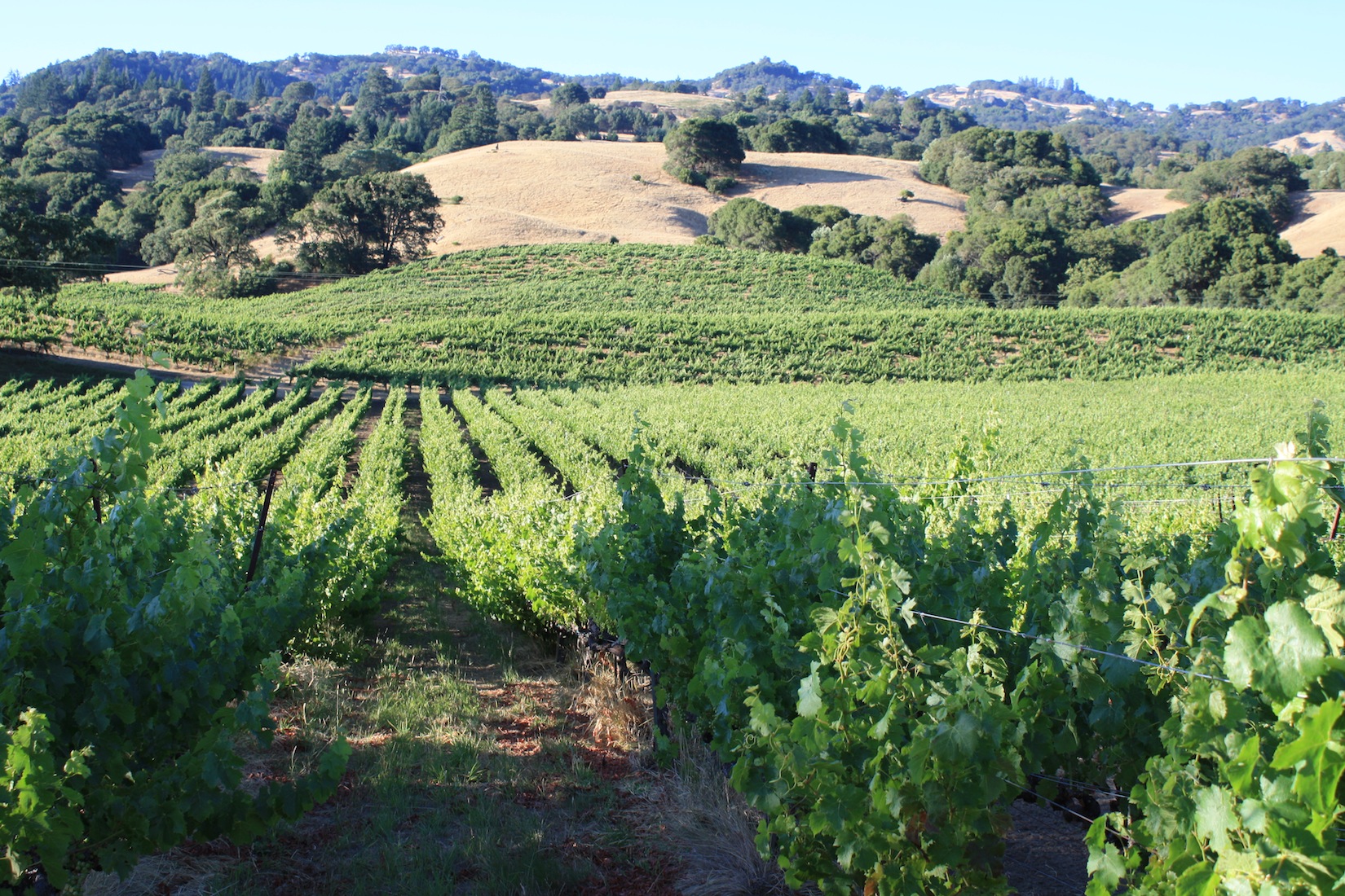 Estate Vineyard and Tasting Room