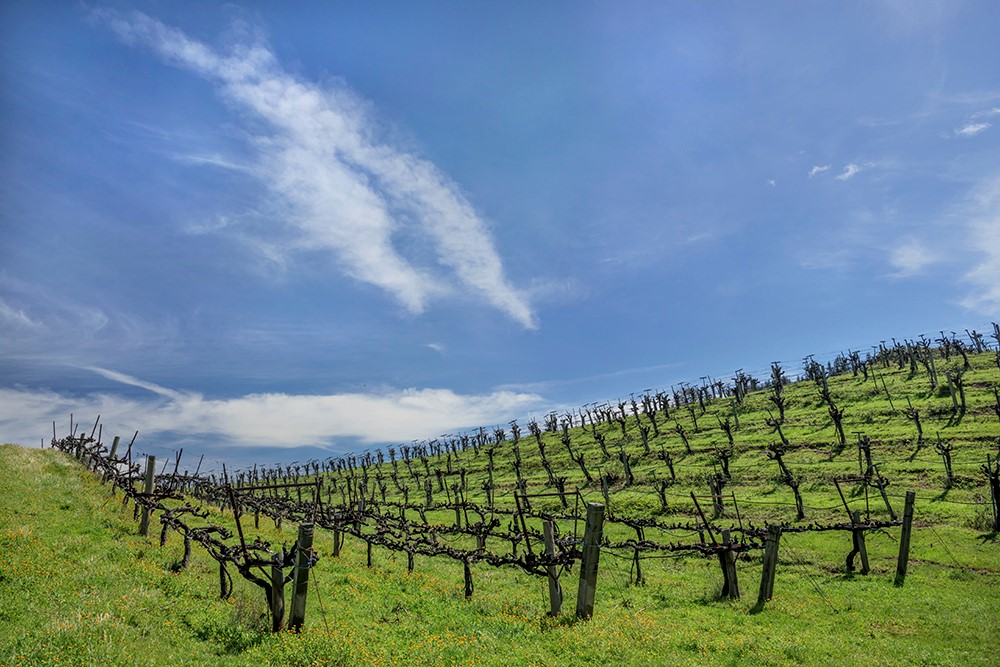 Estate Vineyard and Tasting Room