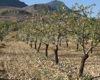 Land in Murcia (6)