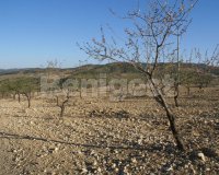 Land in Murcia (7)
