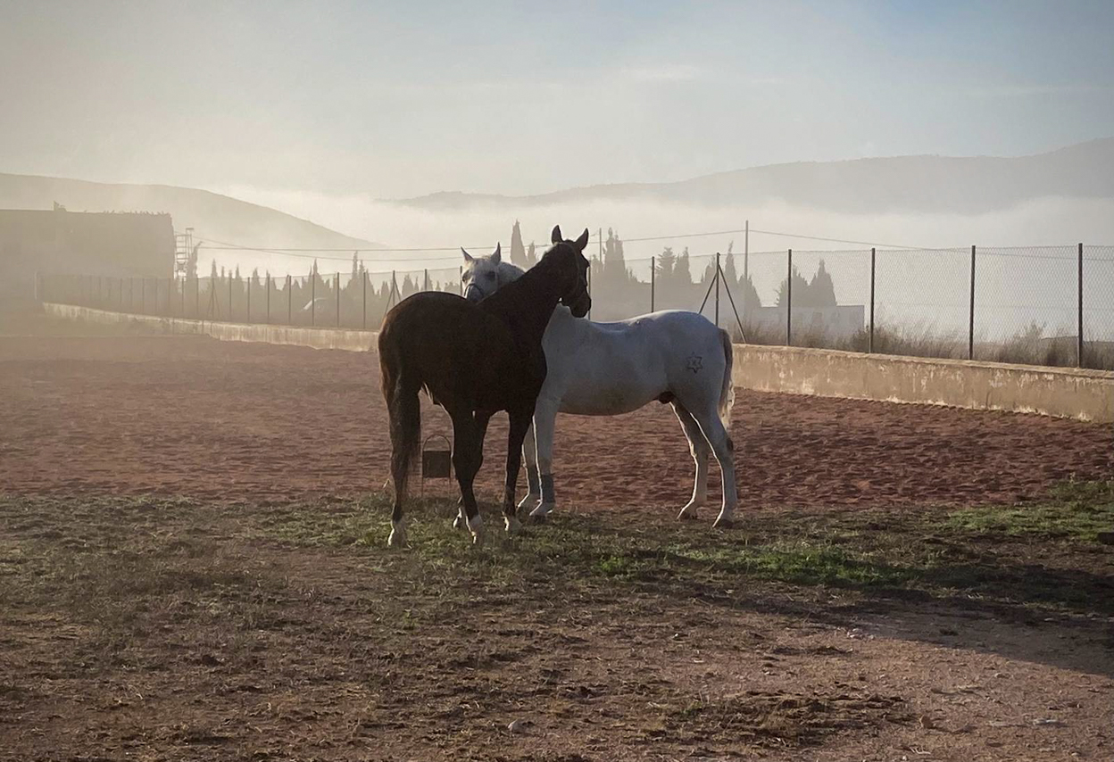 Villa in Torre del Rico - Image 4