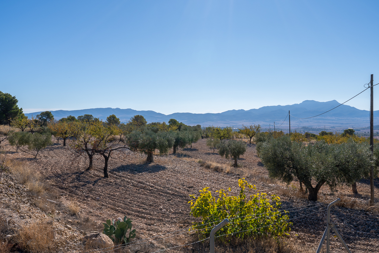House in Jumilla - Image 4