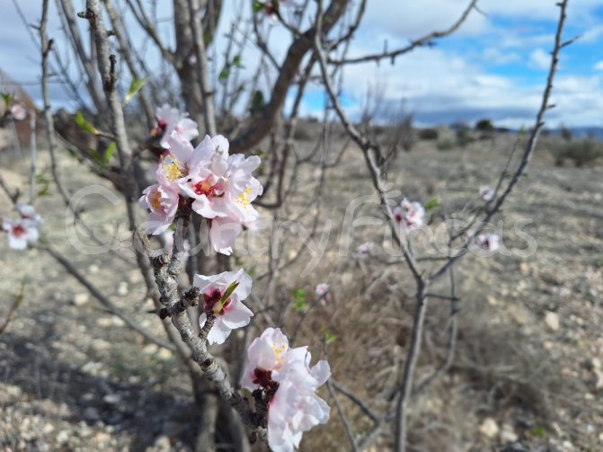 
              Beautiful Piece of Land in Salinas
      