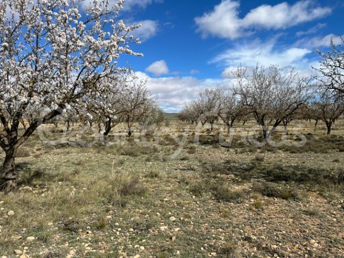 
              Large Building Plot in Yecla
      