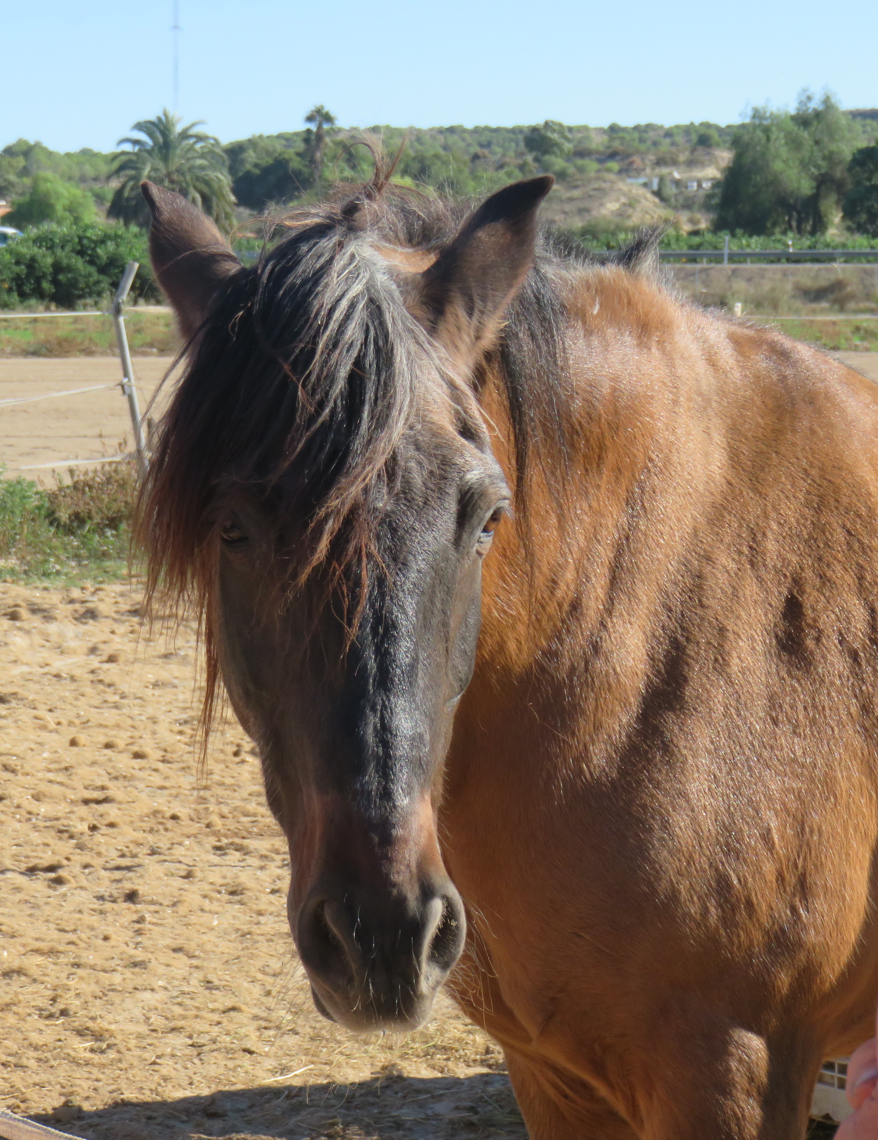Easy Horse Care Rescue Centre Rojales Gran Alacant Advertiser