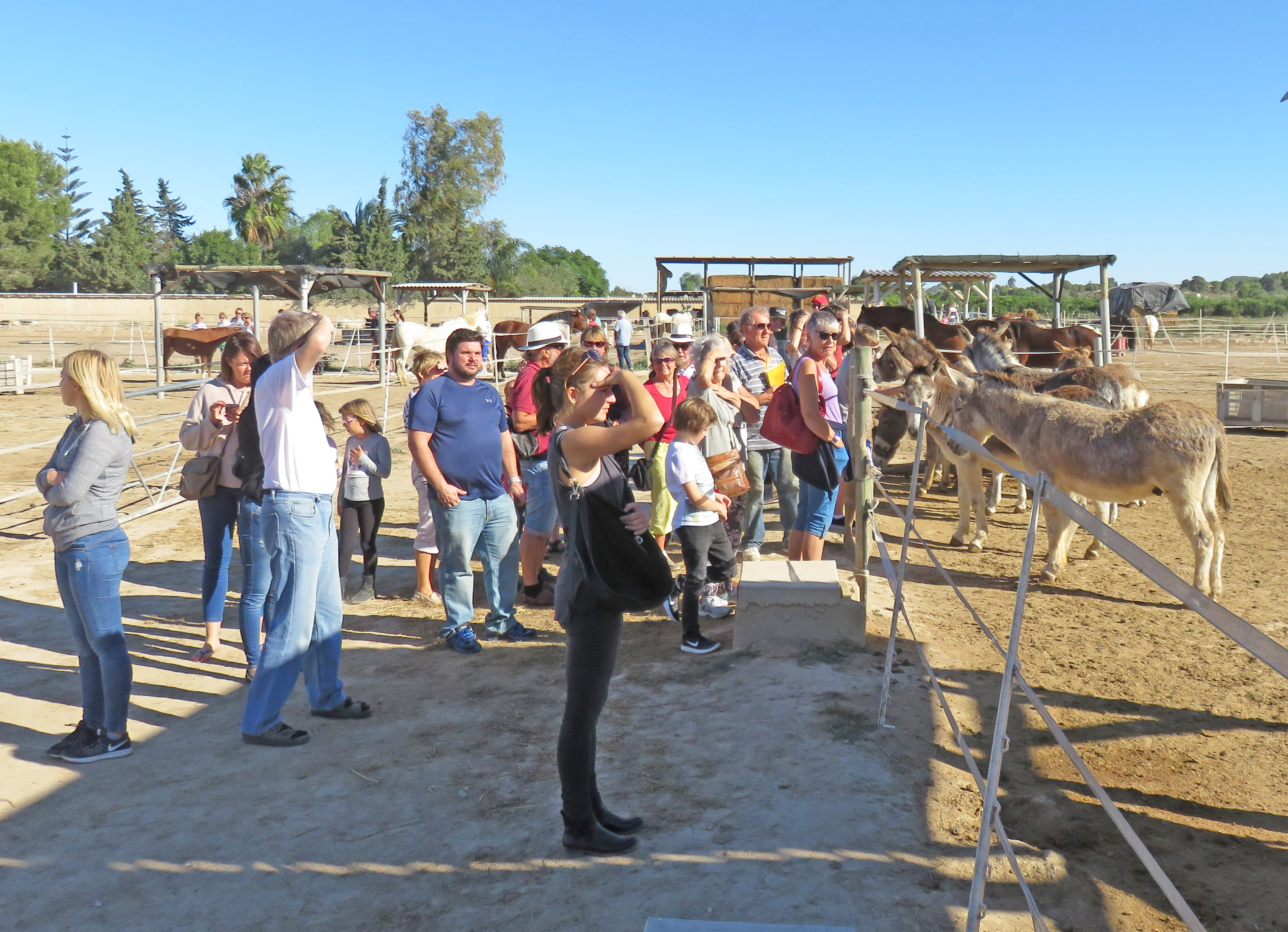 Easy Horse Care Rescue Centre Rojales Gran Alacant Advertiser