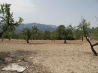 Plot in Murcia (14)
