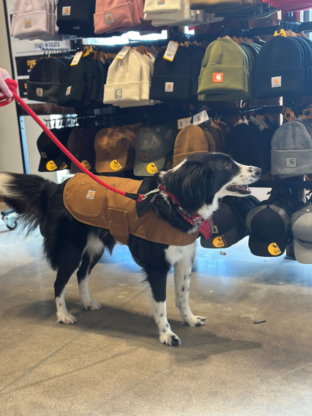 Sale fromCarhartt: Warm Yourself and Your Pup!