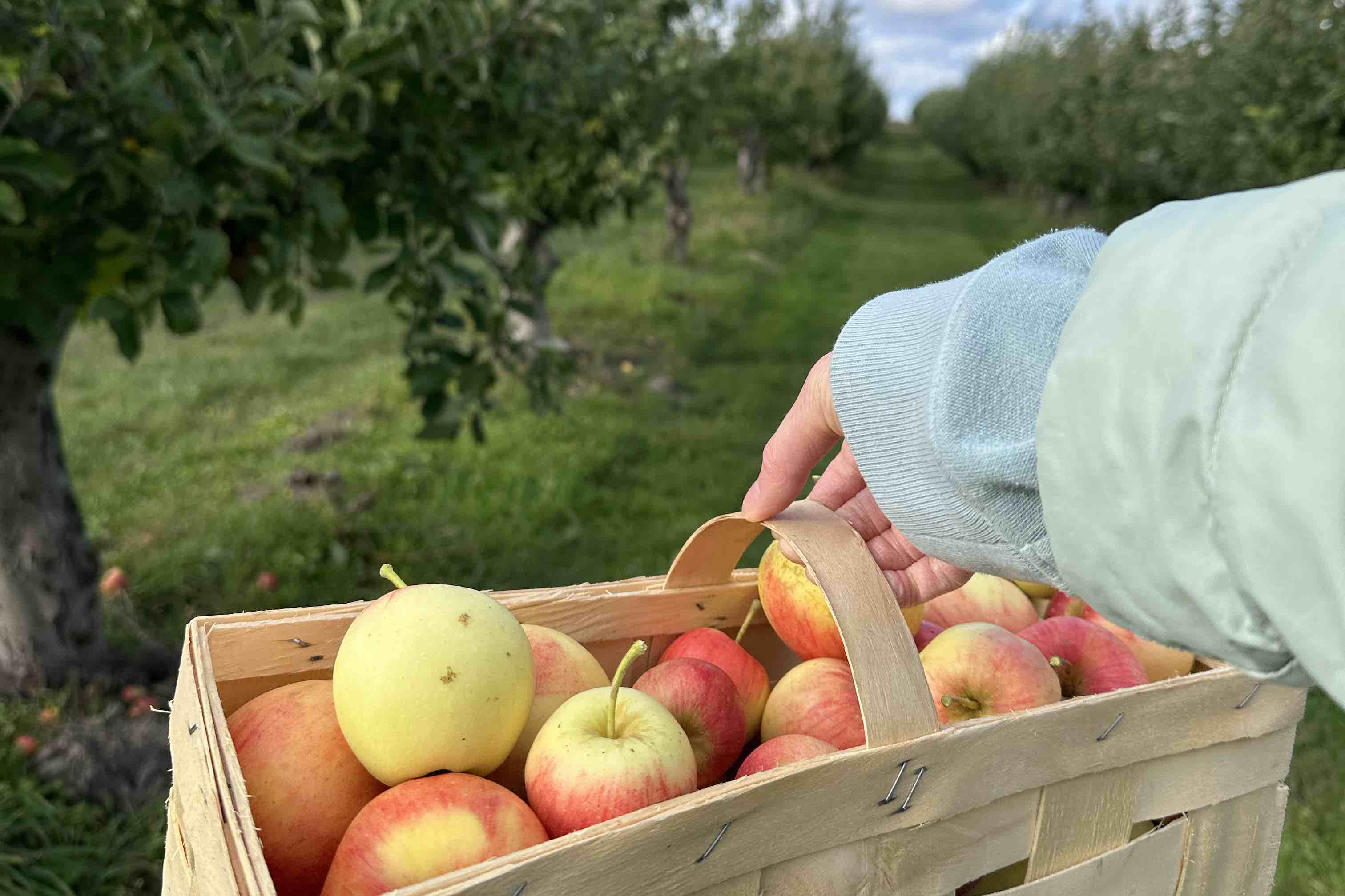Allergy-Friendly Apple Orchards and Pumpkin Patches - Spokin