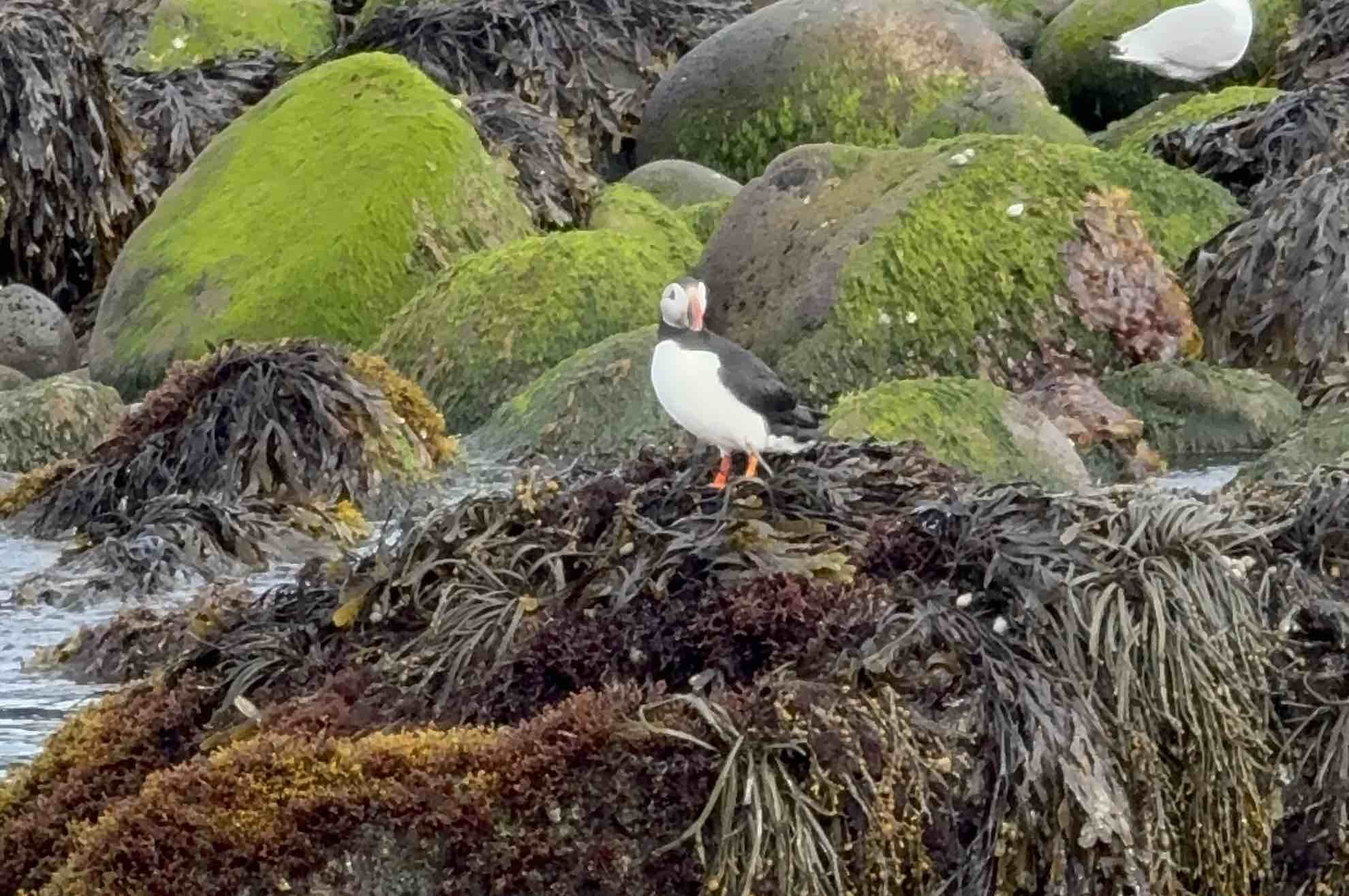 Mr. Puffin - Bird Watching Reykjavík