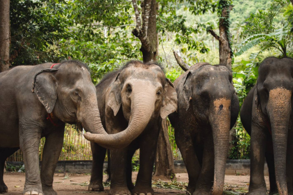 Elephant Jungle Sanctuary Samui (Soi 2 Branch)