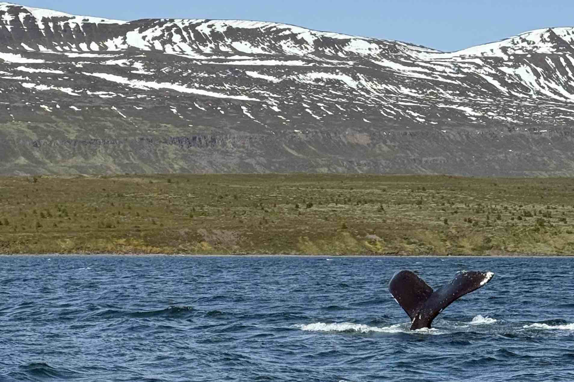 Elding Whale Watching Akureyri