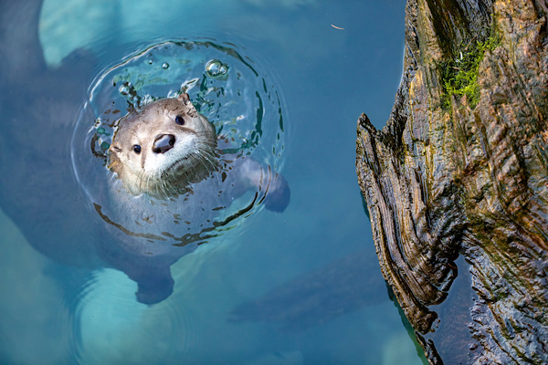 Woodland Park Zoo