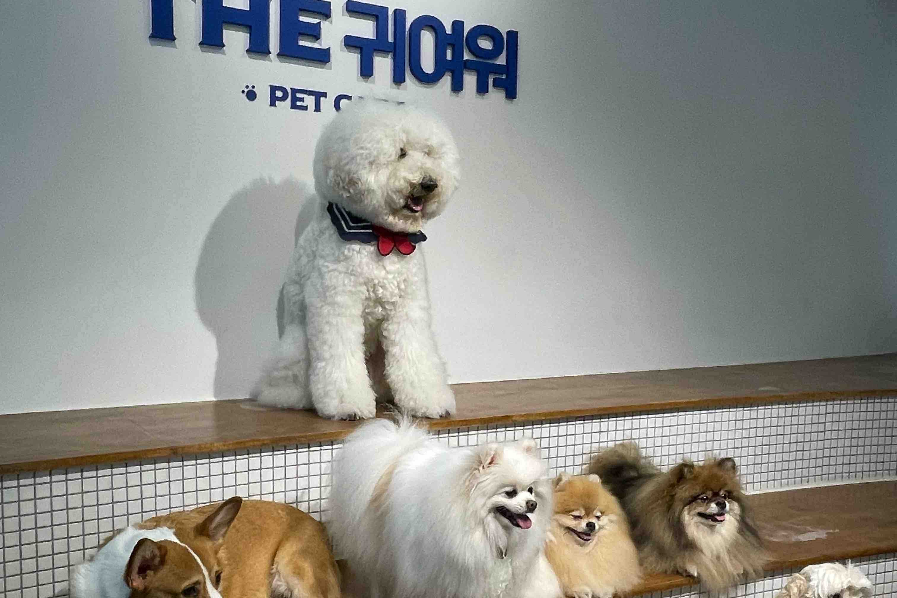 더귀여워-Dog Cafe