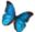 Butterfly's C Library