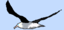 img avatar