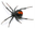 Redback