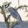 Sqawk (SQL Awk)