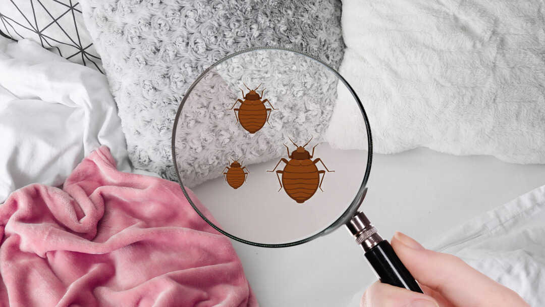 Top Guidelines Of Bed Bug Treatment