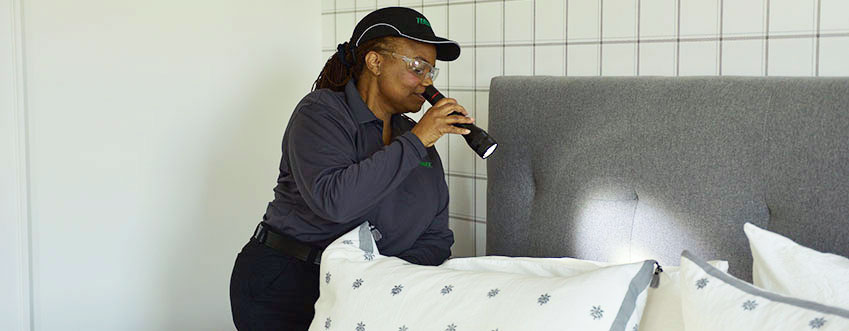 All about Bed Bug Treatment