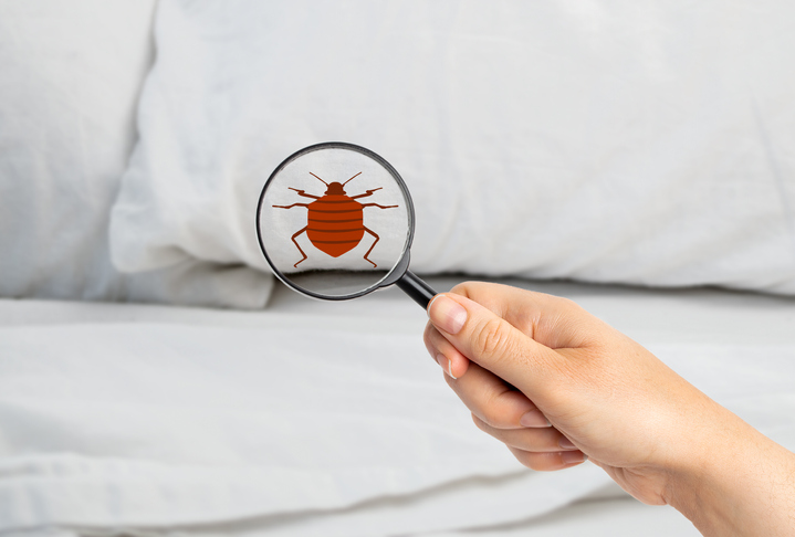 Bed Bug Treatment Things To Know Before You Buy