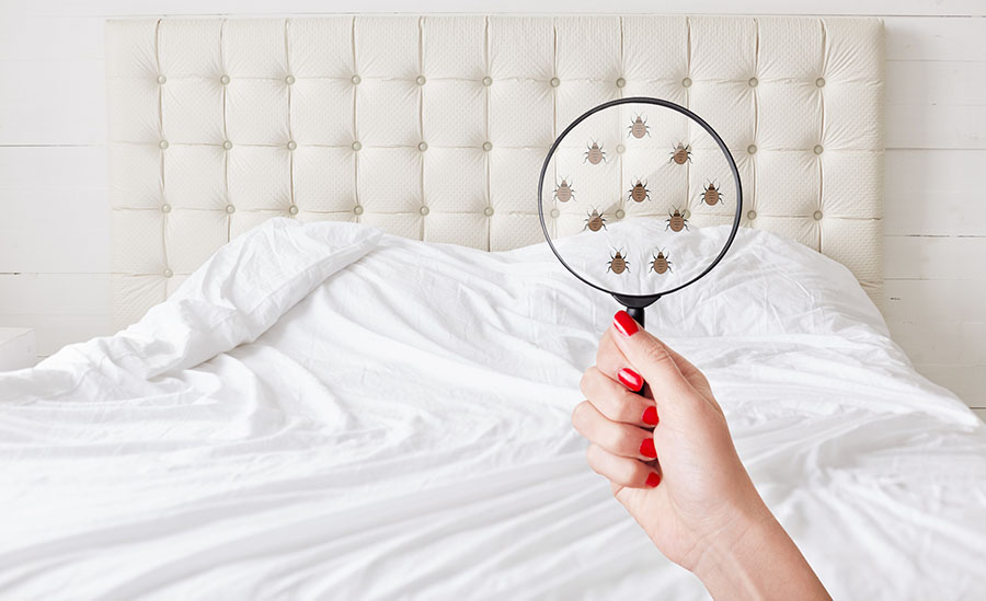 Get This Report on Bed Bug Treatment