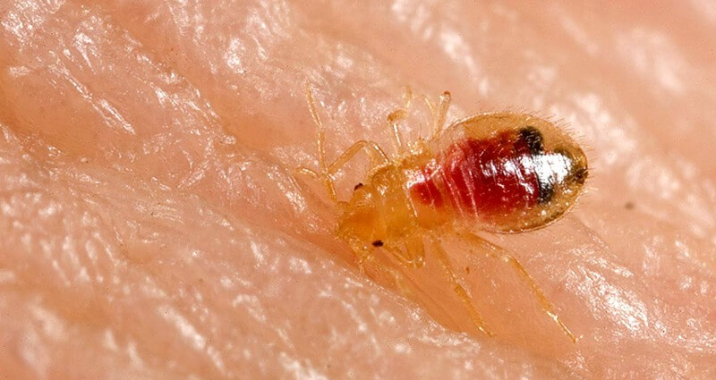 The Only Guide for Bed Bug Treatment