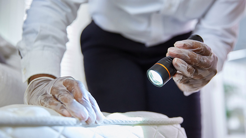 Some Known Factual Statements About Bed Bug Treatment 