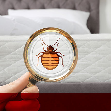 The 7-Minute Rule for Bed Bug Treatment