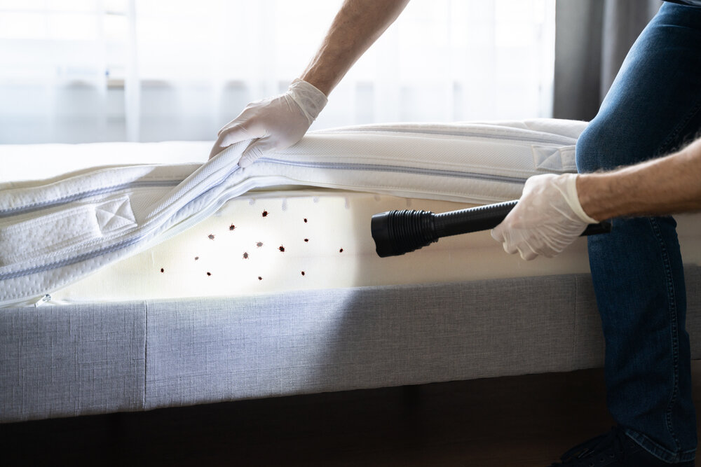About Bed Bug Treatment