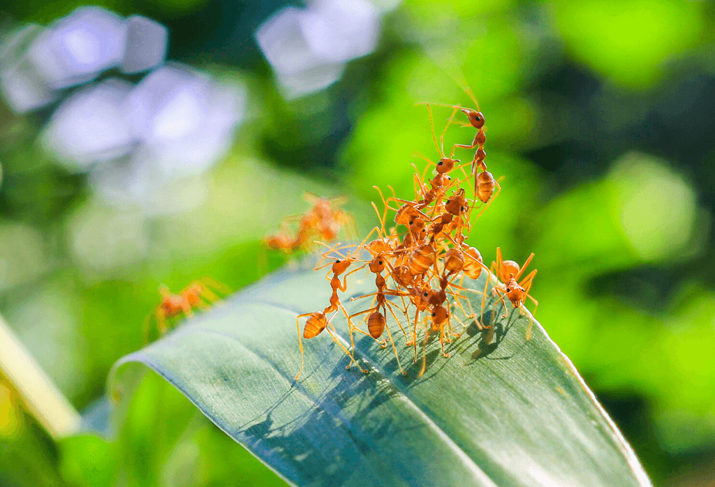 Little Known Questions About Guardianpest Ant Control.