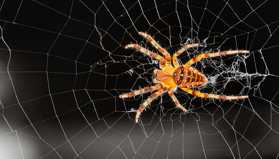 An Unbiased View of Guardianpest Spider Control